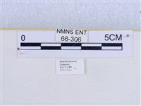 巨網燈蛾藏品圖，第3張