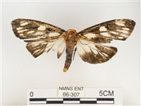 巨網燈蛾藏品圖，第1張