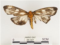 巨網燈蛾藏品圖，第2張