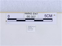 巨網燈蛾藏品圖，第3張