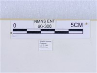 巨網燈蛾藏品圖，第3張