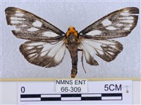 巨網燈蛾藏品圖，第1張