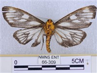 巨網燈蛾藏品圖，第2張