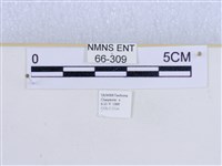 巨網燈蛾藏品圖，第3張