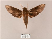 蒙古白肩天蛾藏品圖，第1張