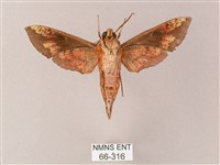 蒙古白肩天蛾藏品圖，第2張