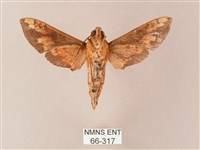 蒙古白肩天蛾藏品圖，第2張