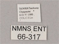 蒙古白肩天蛾藏品圖，第3張