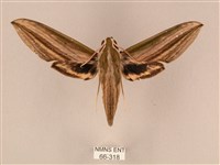 棕綠背線天蛾藏品圖，第1張