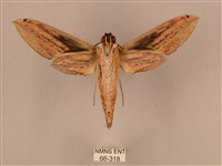 棕綠背線天蛾藏品圖，第2張