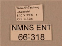 棕綠背線天蛾藏品圖，第3張