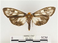 巨網燈蛾藏品圖，第1張