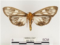 巨網燈蛾藏品圖，第2張