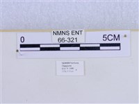 巨網燈蛾藏品圖，第3張