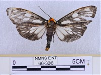 巨網燈蛾藏品圖，第1張