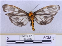 巨網燈蛾藏品圖，第2張