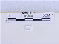 巨網燈蛾藏品圖，第3張