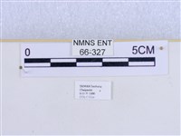巨網燈蛾藏品圖，第3張