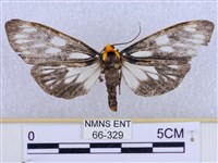 巨網燈蛾藏品圖，第1張