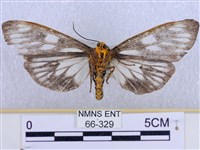 巨網燈蛾藏品圖，第2張