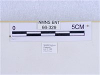 巨網燈蛾藏品圖，第3張