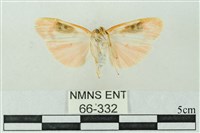 臺雪苔蛾藏品圖，第2張