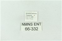 臺雪苔蛾藏品圖，第3張