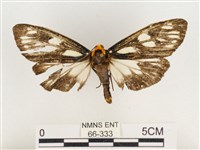 巨網燈蛾藏品圖，第1張