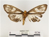 巨網燈蛾藏品圖，第2張