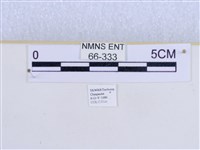 巨網燈蛾藏品圖，第3張