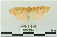 臺雪苔蛾藏品圖，第1張