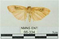 臺雪苔蛾藏品圖，第2張