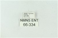 臺雪苔蛾藏品圖，第3張