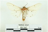 菊池污燈蛾藏品圖，第2張