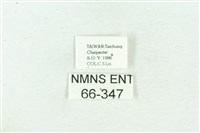 菊池污燈蛾藏品圖，第3張