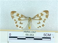 粉蝶燈蛾藏品圖，第1張