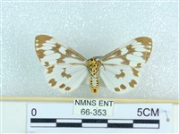 粉蝶燈蛾藏品圖，第2張