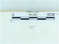 粉蝶燈蛾藏品圖，第3張