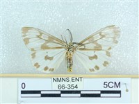 粉蝶燈蛾藏品圖，第1張