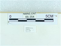 粉蝶燈蛾藏品圖，第3張