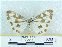 粉蝶燈蛾藏品圖，第1張