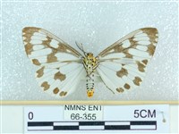 粉蝶燈蛾藏品圖，第2張