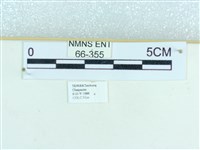 粉蝶燈蛾藏品圖，第3張