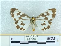 粉蝶燈蛾藏品圖，第2張