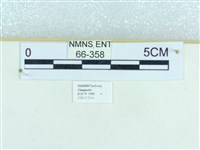 粉蝶燈蛾藏品圖，第3張