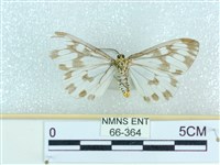 粉蝶燈蛾藏品圖，第2張