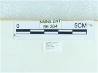 粉蝶燈蛾藏品圖，第3張