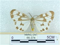 粉蝶燈蛾藏品圖，第1張