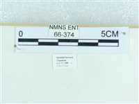 粉蝶燈蛾藏品圖，第3張