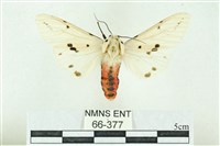 菊池污燈蛾藏品圖，第1張